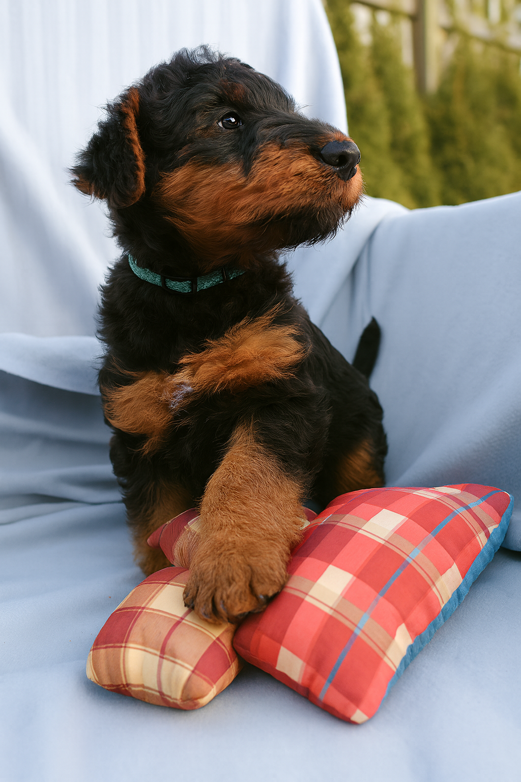 Airedale Liannes Kennel