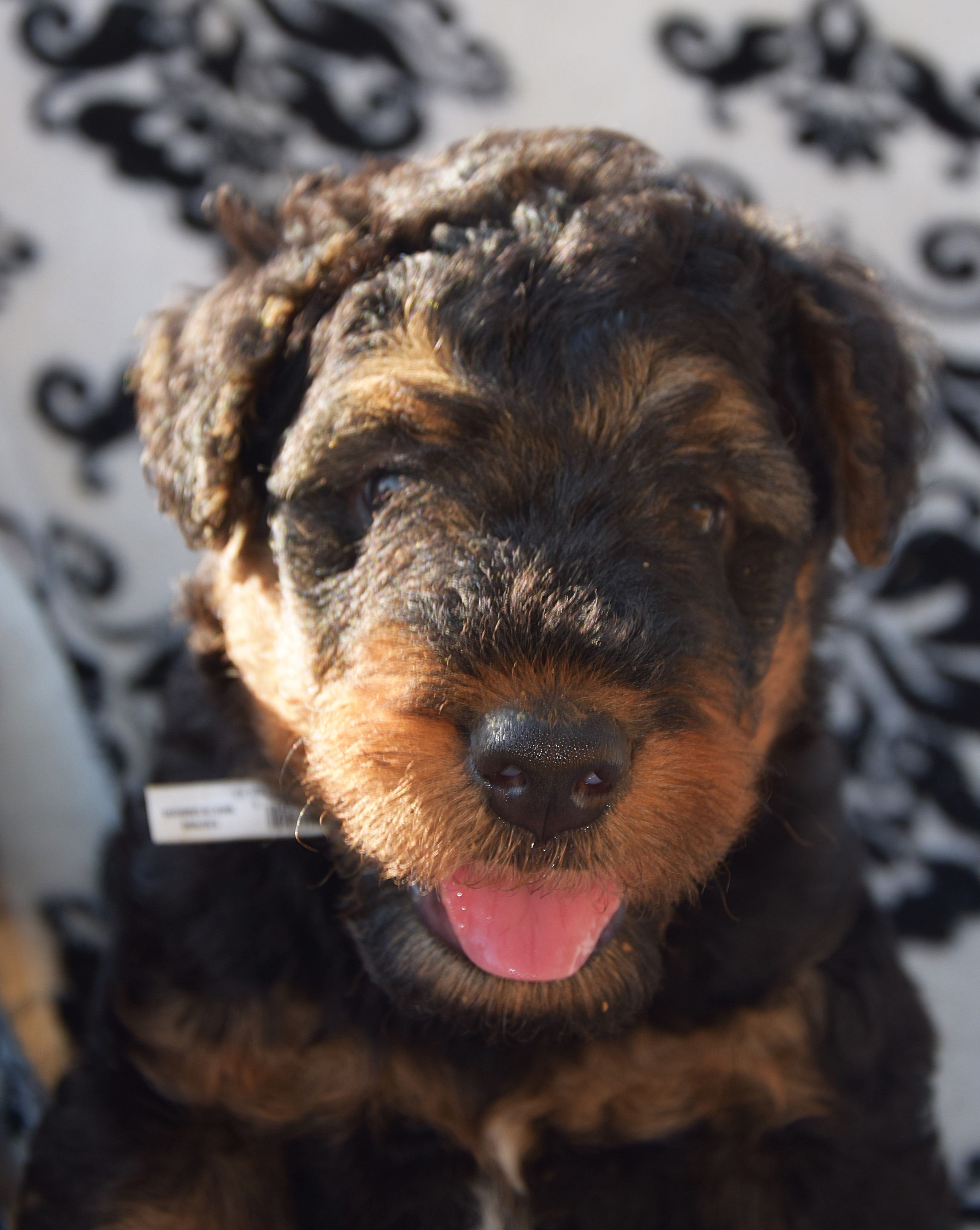Airedale Liannes Kennel