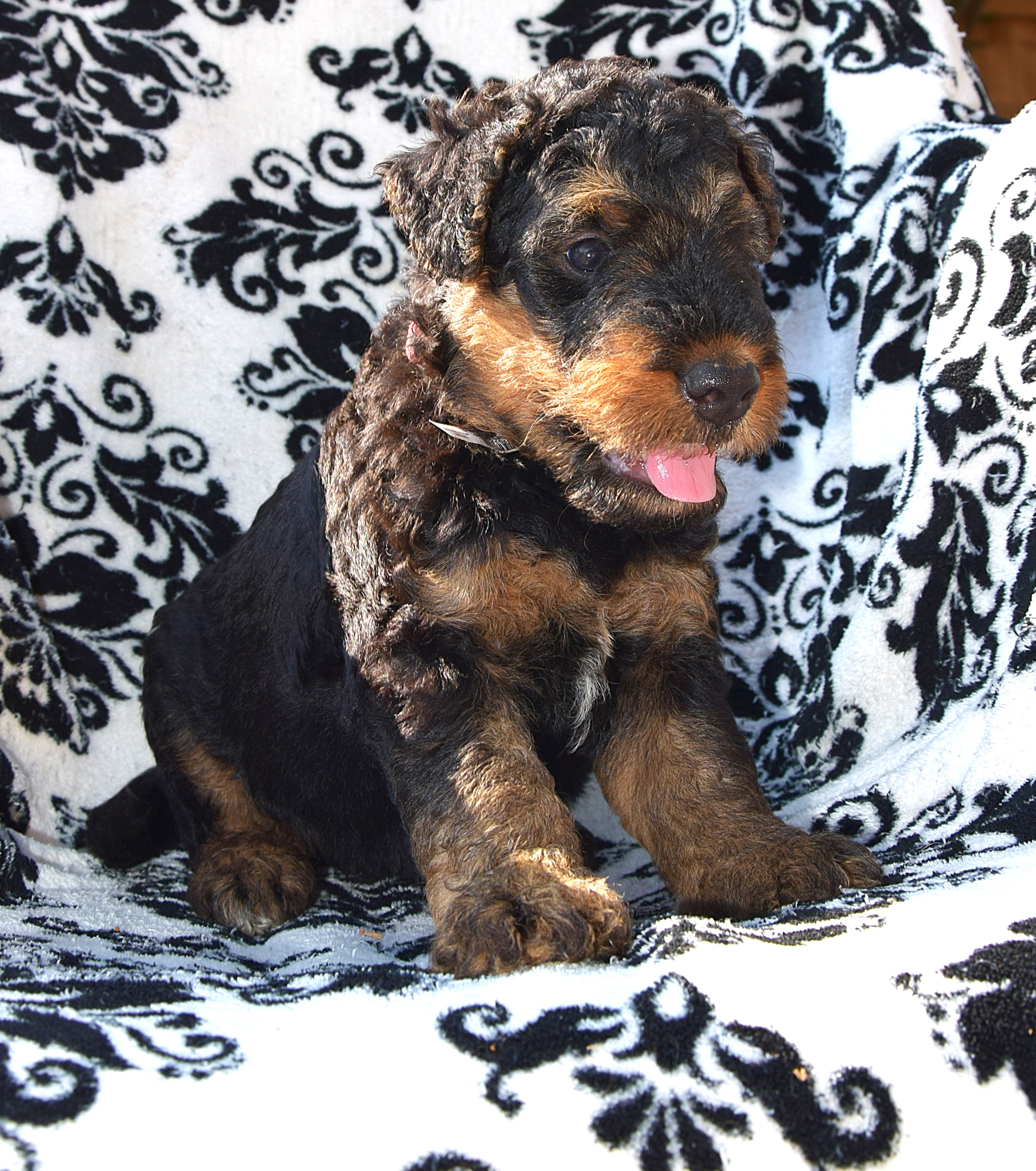 Airedale Liannes Kennel