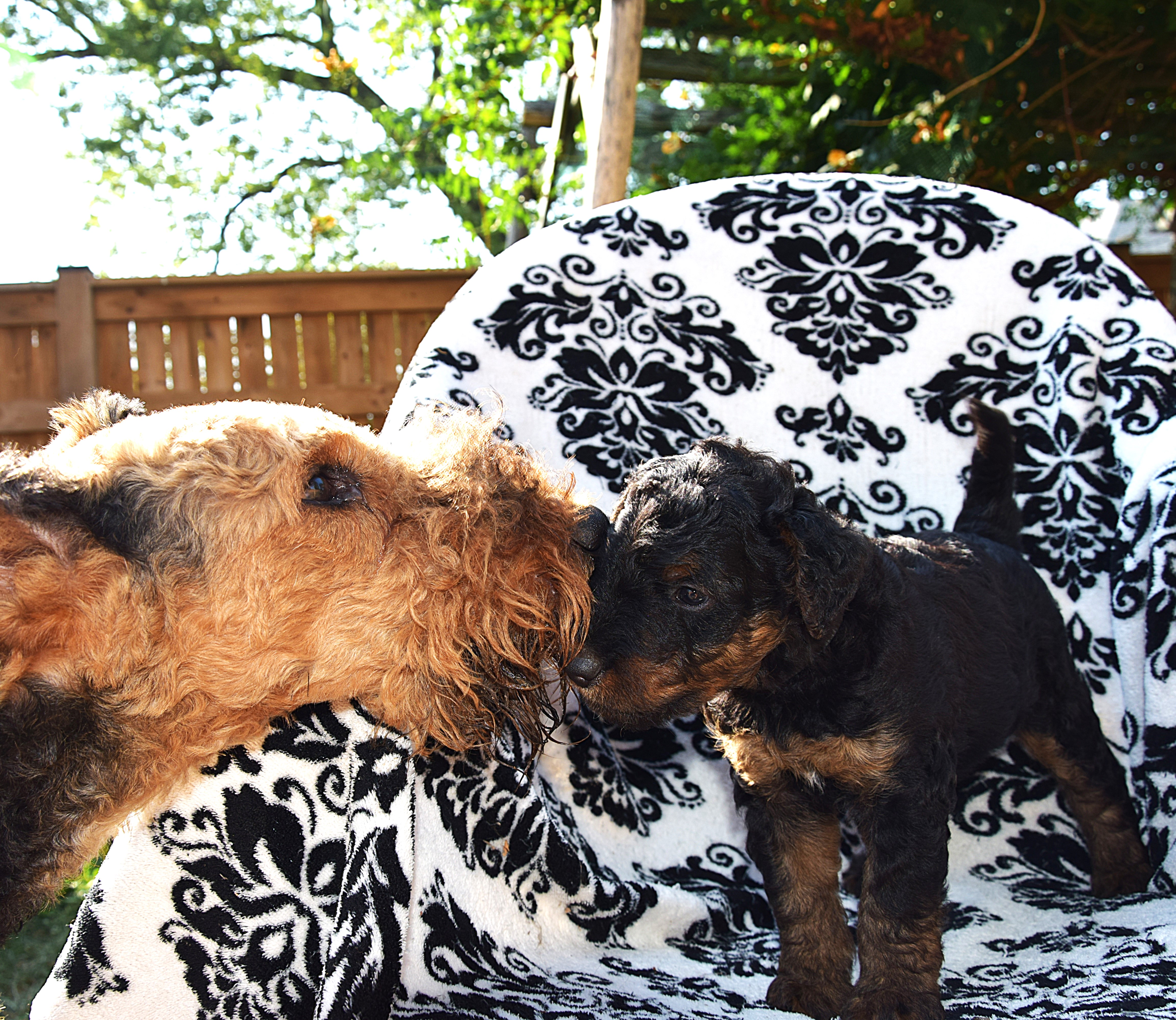 Liannes Kennel Airedale 