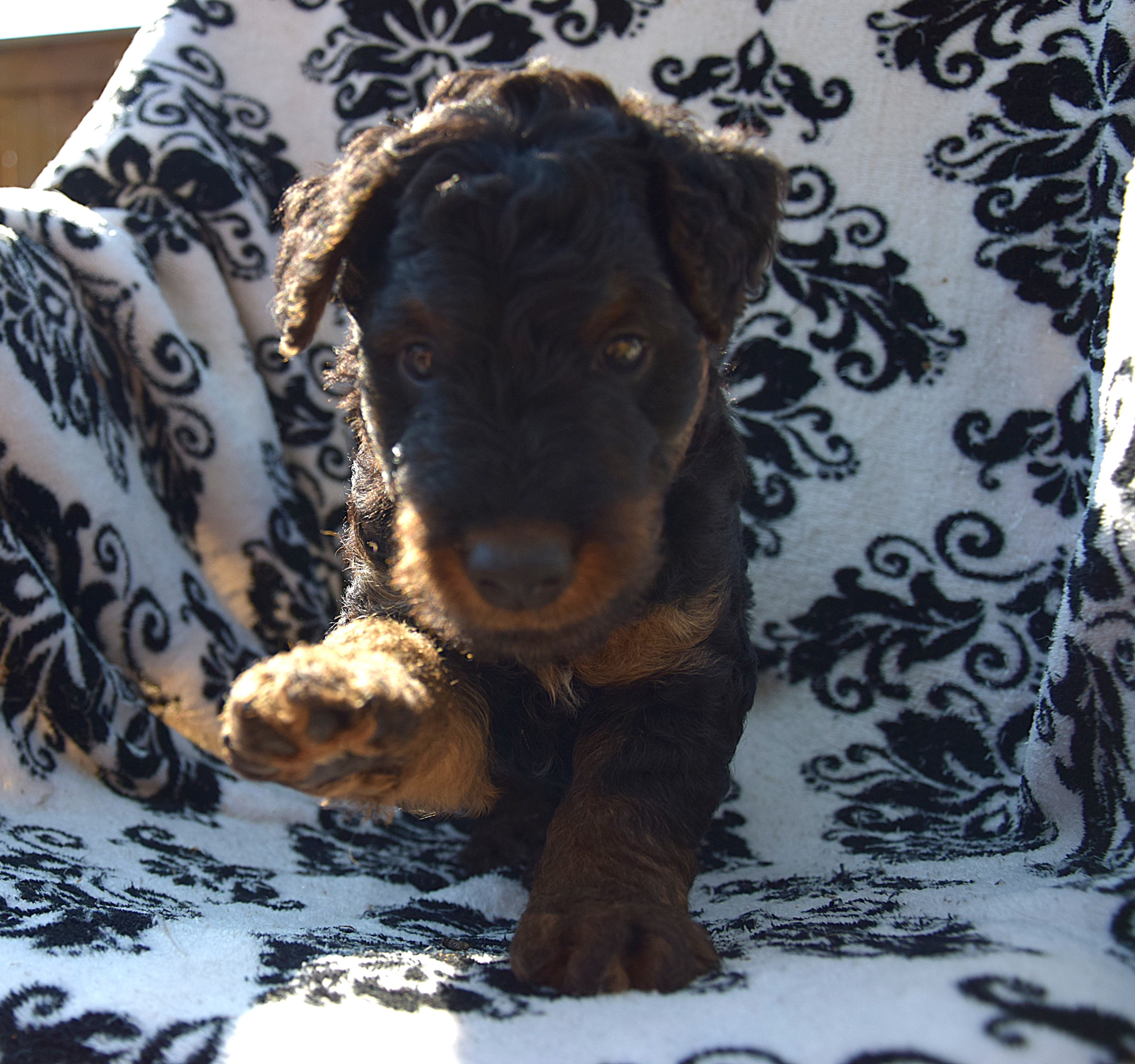 Airedale Liannes Kennel