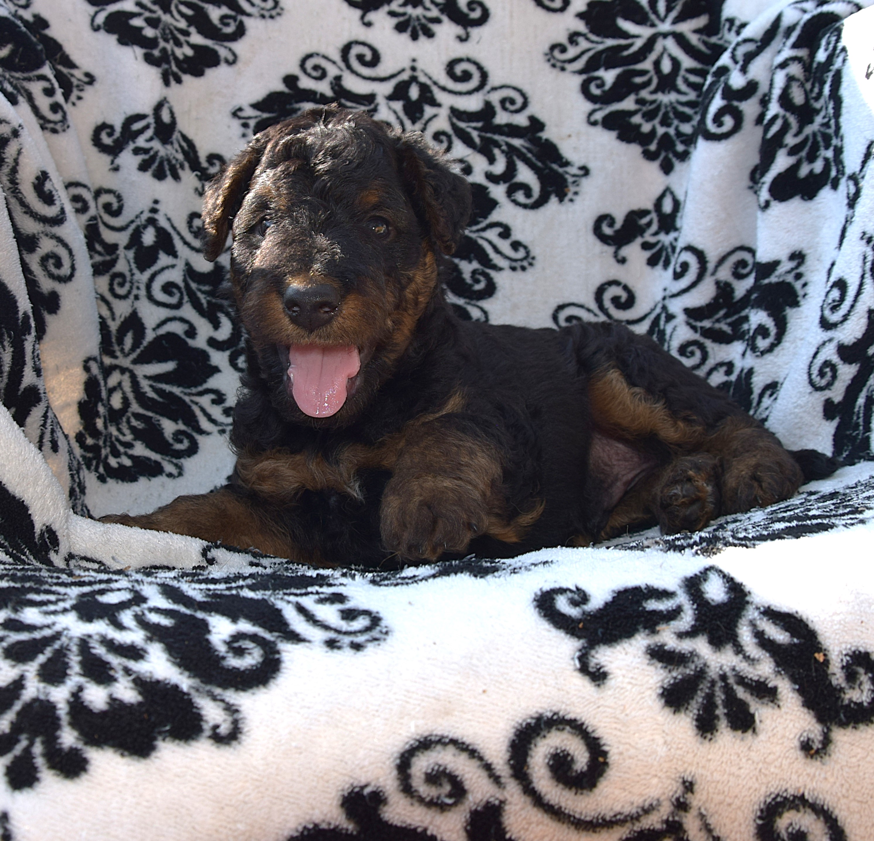 Airedale Liannes Kennel