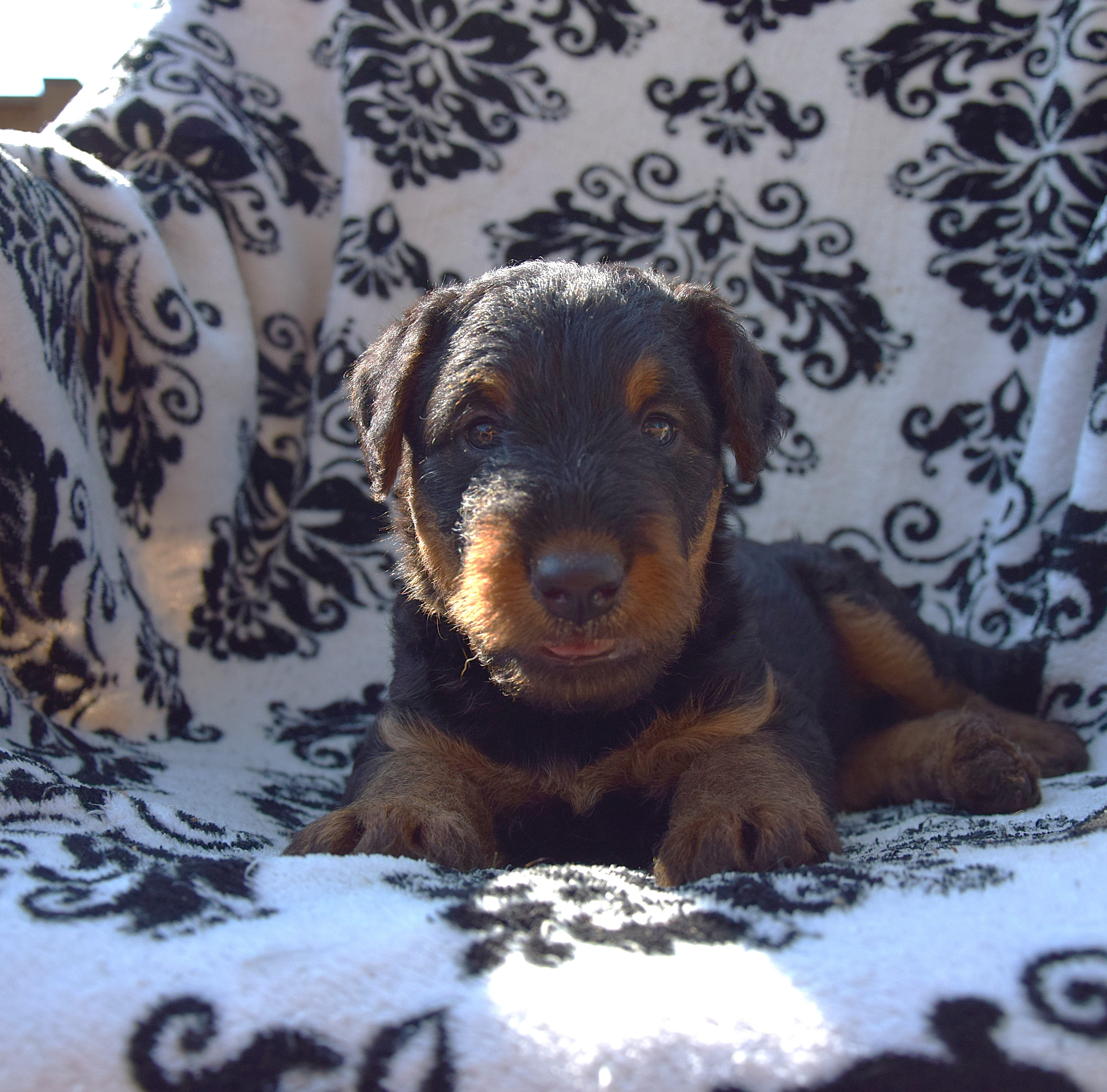 Airedale Liannes Kennel