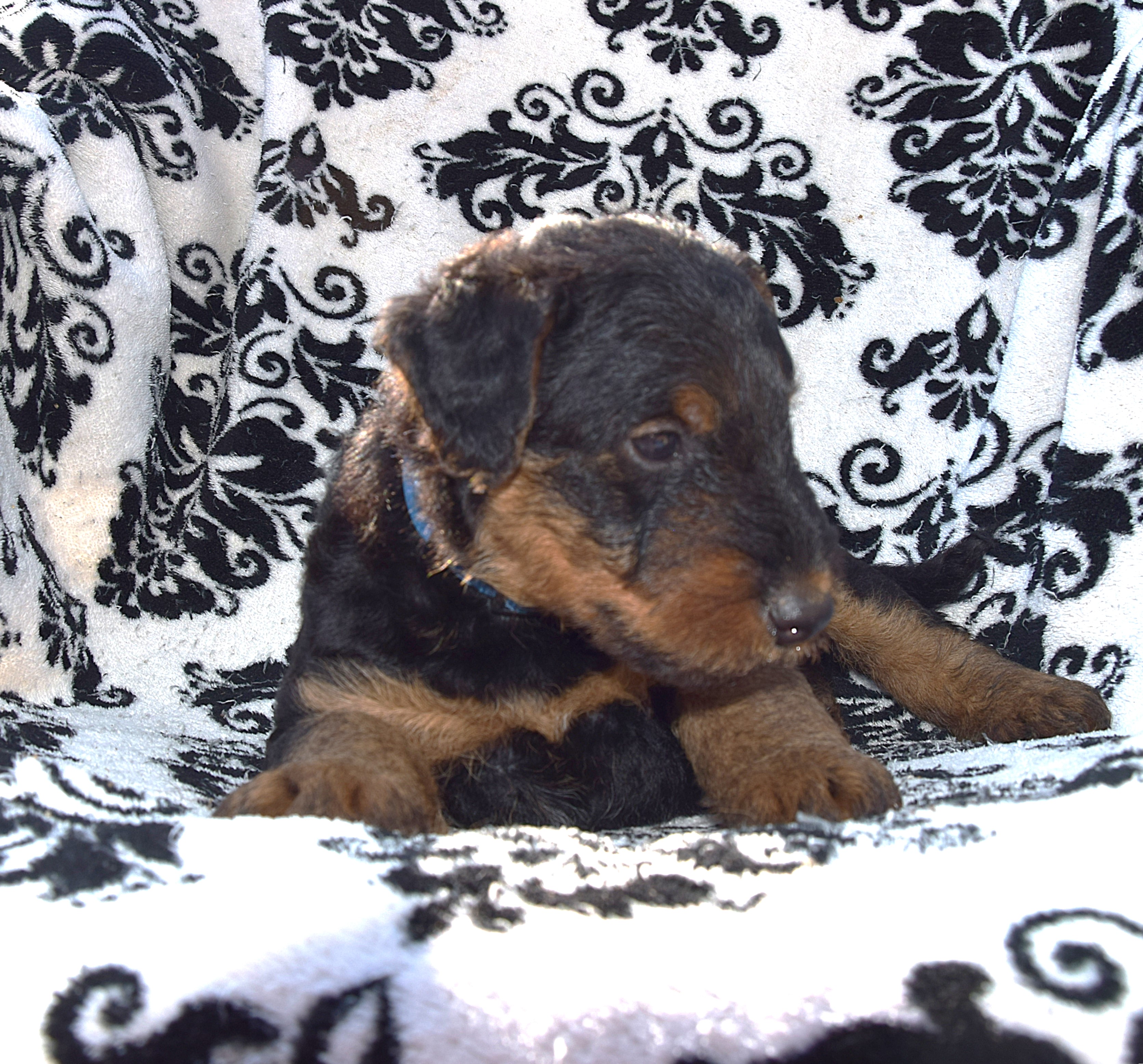 Airedale Liannes Kennel